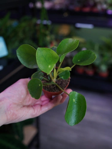 Pilea peperomioides Pieniążek ⌀6cm