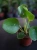 Pilea peperomioides Pieniążek ⌀6cm