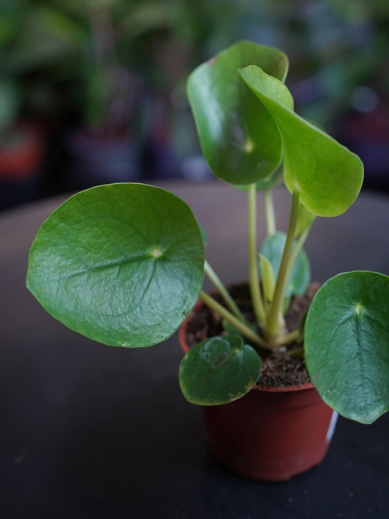 Pilea peperomioides Pieniążek ⌀6cm
