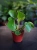 Pilea peperomioides Pieniążek ⌀6cm