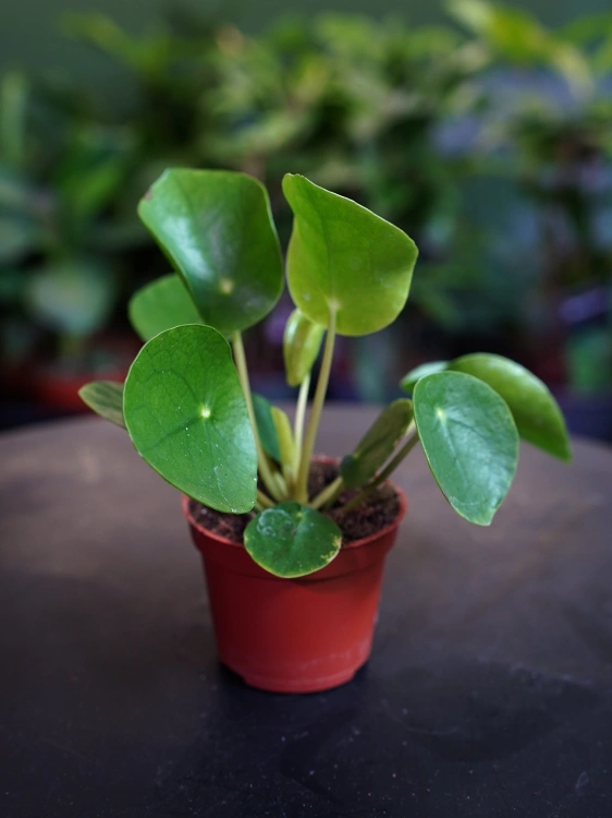 Pilea peperomioides Pieniążek ⌀6cm