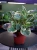 Peperomia obtusifolia 'Variegata' ⌀12cm