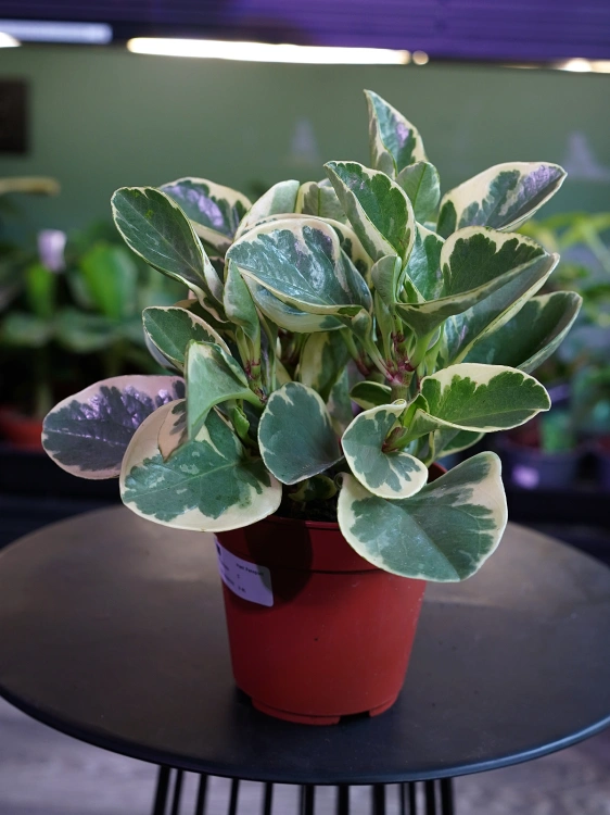 Peperomia obtusifolia 'Variegata' ⌀12cm