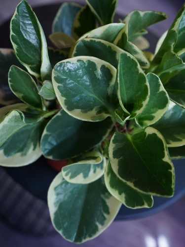Peperomia obtusifolia 'Variegata' ⌀12cm