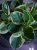 Peperomia obtusifolia 'Variegata' ⌀12cm
