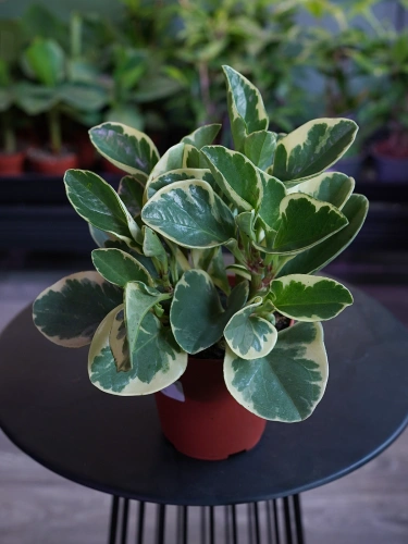 Peperomia obtusifolia 'Variegata' ⌀12cm