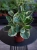 Peperomia obtusifolia 'Variegata' ⌀12cm