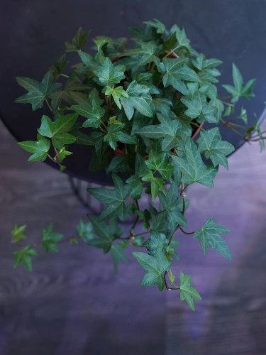Hedera helix Bluszcz pospolity ⌀13cm