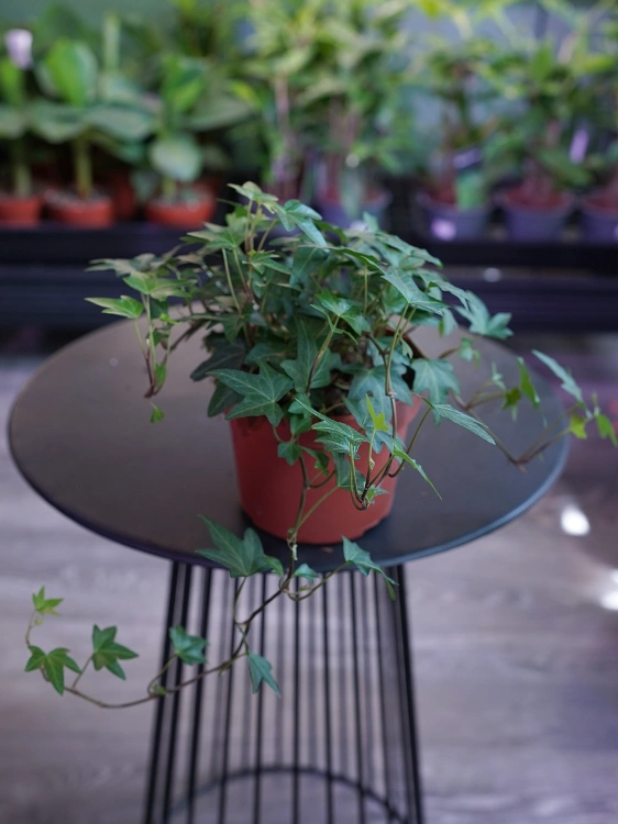 Hedera helix Bluszcz pospolity ⌀13cm