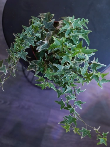 Hedera helix 'Variegata' Bluszcz pospolity ⌀13cm