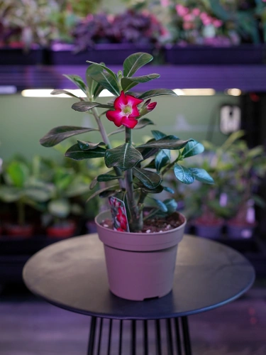Adenium Anouk Róża pustyni ⌀12cm
