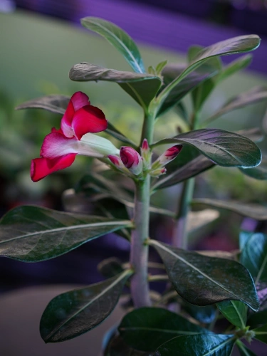 Adenium Anouk Róża pustyni ⌀12cm