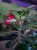 Adenium Anouk Róża pustyni ⌀12cm