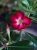 Adenium Anouk Róża pustyni ⌀12cm