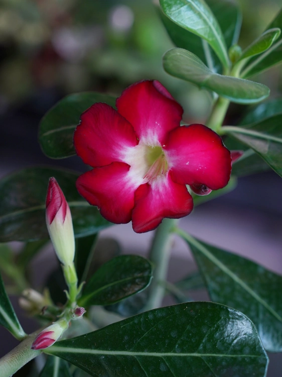 Adenium Anouk Róża pustyni ⌀12cm