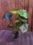 Monstera Deliciosa ⌀12cm