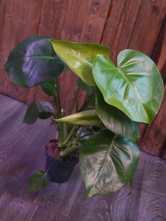 Monstera Deliciosa ⌀12cm