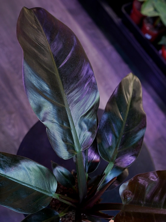 Philodendron Imperial Red ⌀12cm