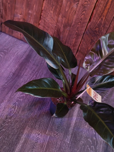 Philodendron Imperial Red ⌀12cm