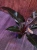 Philodendron Imperial Red ⌀12cm