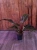 Philodendron Imperial Red ⌀12cm