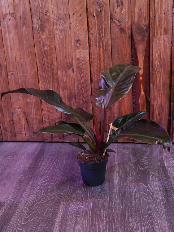 Philodendron Imperial Red ⌀12cm