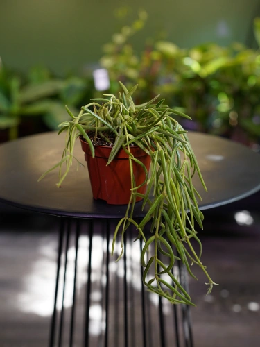 Hoya linearis ⌀8cm