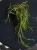 Hoya linearis ⌀8cm