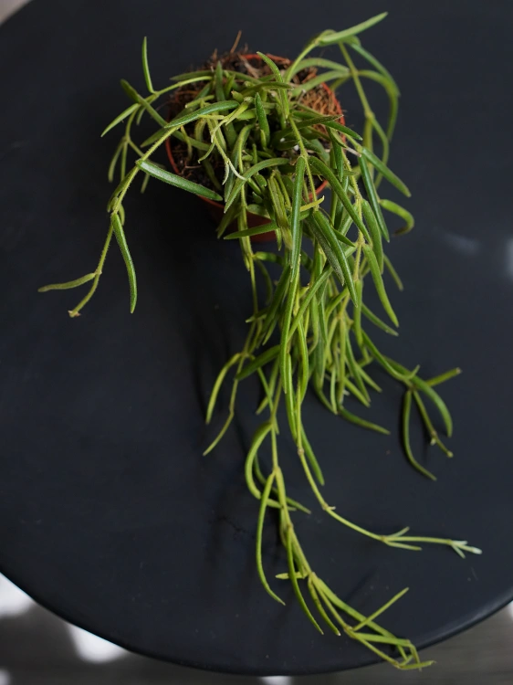 Hoya linearis ⌀8cm