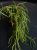 Hoya linearis ⌀8cm