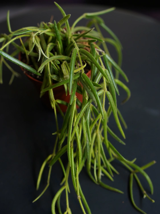 Hoya linearis ⌀8cm