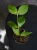 Hoya polyneura ⌀8cm