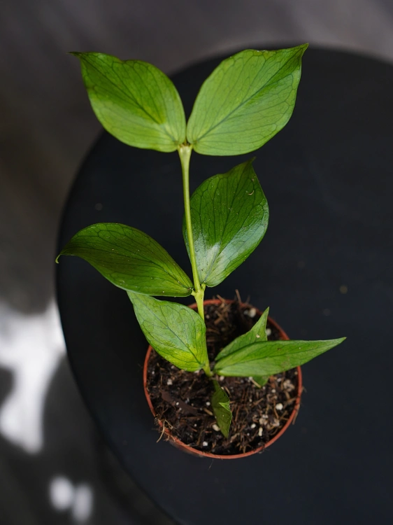 Hoya polyneura ⌀8cm