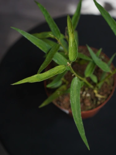 Hoya burmanica 'Long Leaves' ⌀12cm