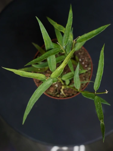 Hoya burmanica 'Long Leaves' ⌀12cm