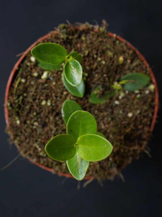 Hoya cumingiana ⌀12cm