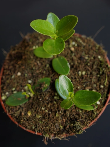 Hoya cumingiana ⌀12cm