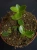 Hoya cumingiana ⌀12cm