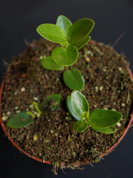 Hoya cumingiana ⌀12cm