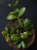 Hoya panchoi IML0228 ⌀12cm