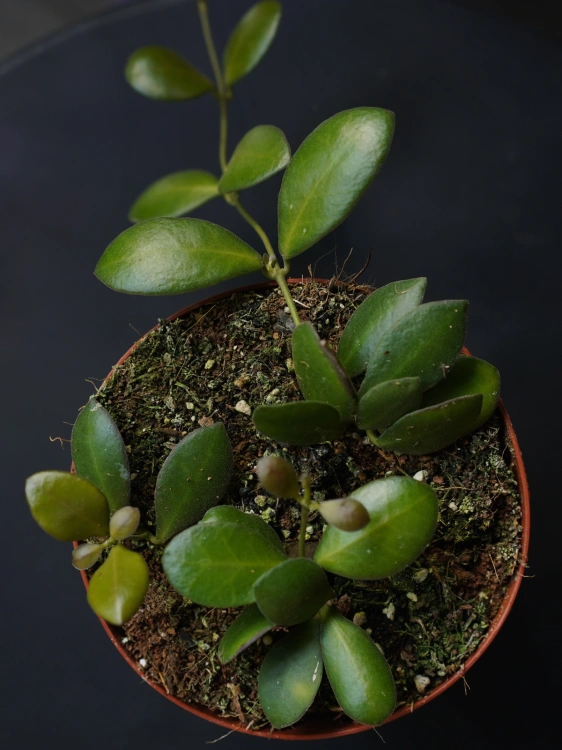 Hoya panchoi IML0228 ⌀12cm