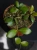 Hoya panchoi IML0228 ⌀12cm