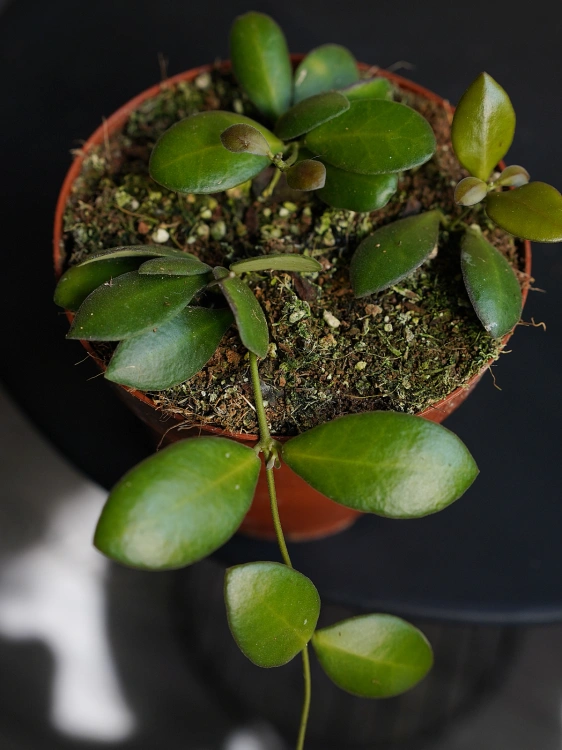 Hoya panchoi IML0228 ⌀12cm