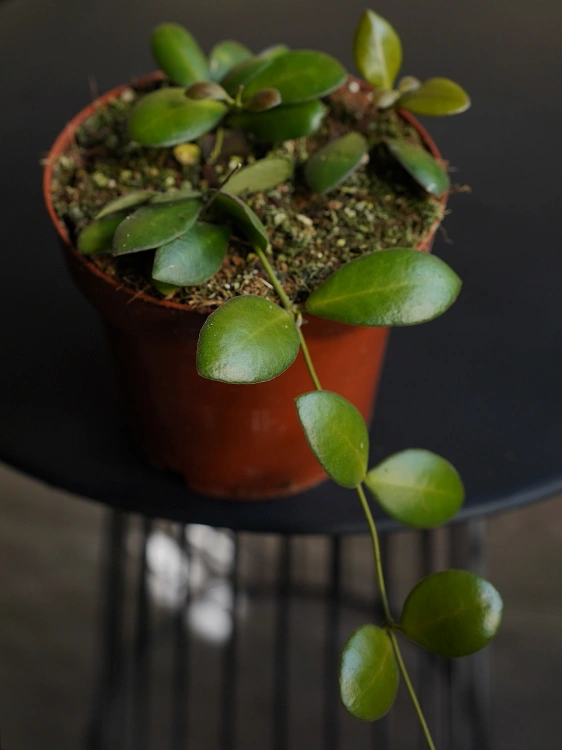 Hoya panchoi IML0228 ⌀12cm