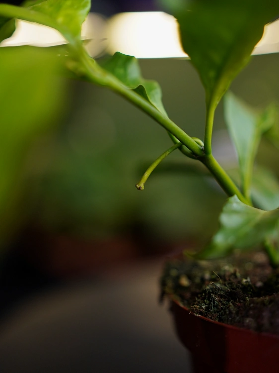 Hoya multiflora IPPS ⌀12cm