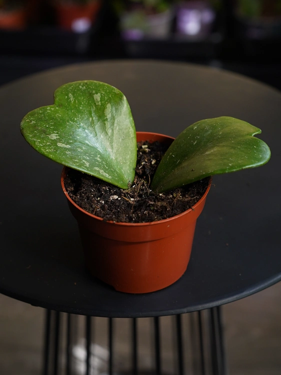 Hoya kerrii 'Splash' ⌀10,5cm
