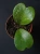 Hoya kerrii 'Splash' ⌀10,5cm