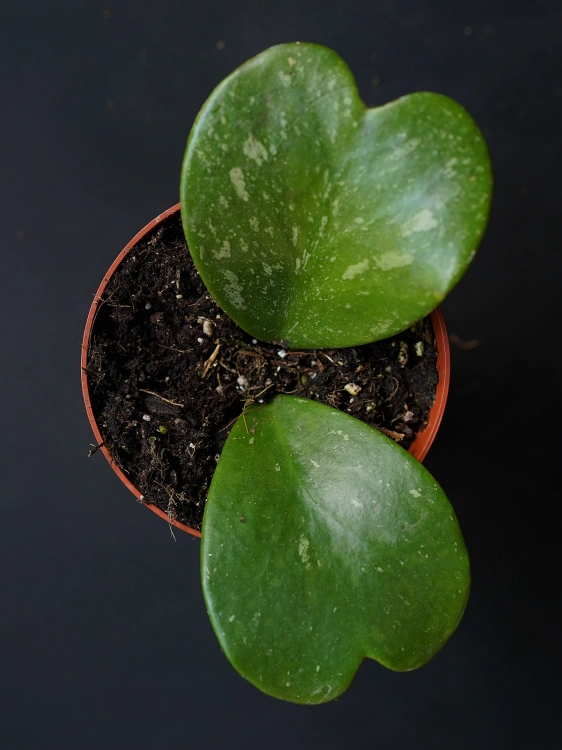 Hoya kerrii 'Splash' ⌀10,5cm