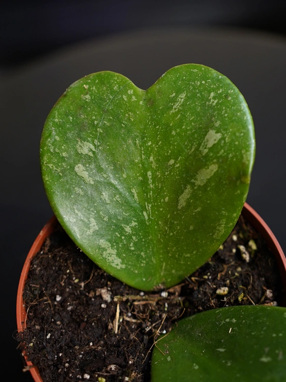 Hoya kerrii 'Splash' ⌀10,5cm
