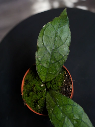 Hoya clemensiorum Dark Leaf ⌀10,5cm